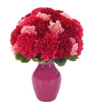 Sweetest Carnations