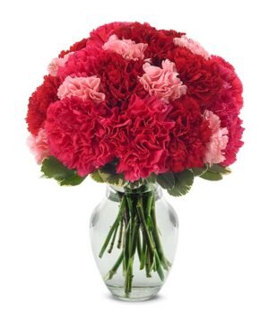 Redish Carnations
