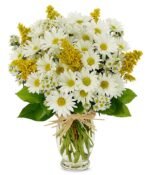 Daisy Delight - Local*Florist
