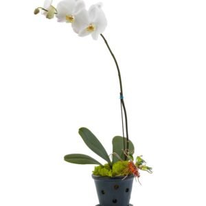 single white orchid plant