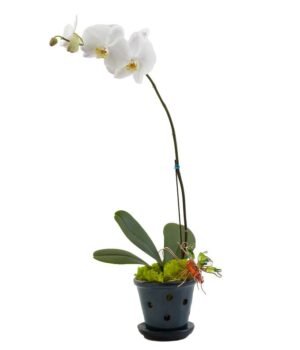 single white orchid plant
