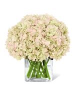 All About Pink Hydrangeas