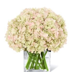 All About Pink Hydrangeas