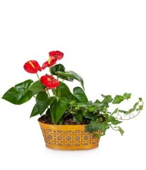 Anthurium and Ivy