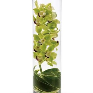 Cymbidium orchid in a tube vase