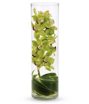 Cymbidium orchid in a tube vase