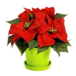 Christmas Poinsettia Surprise